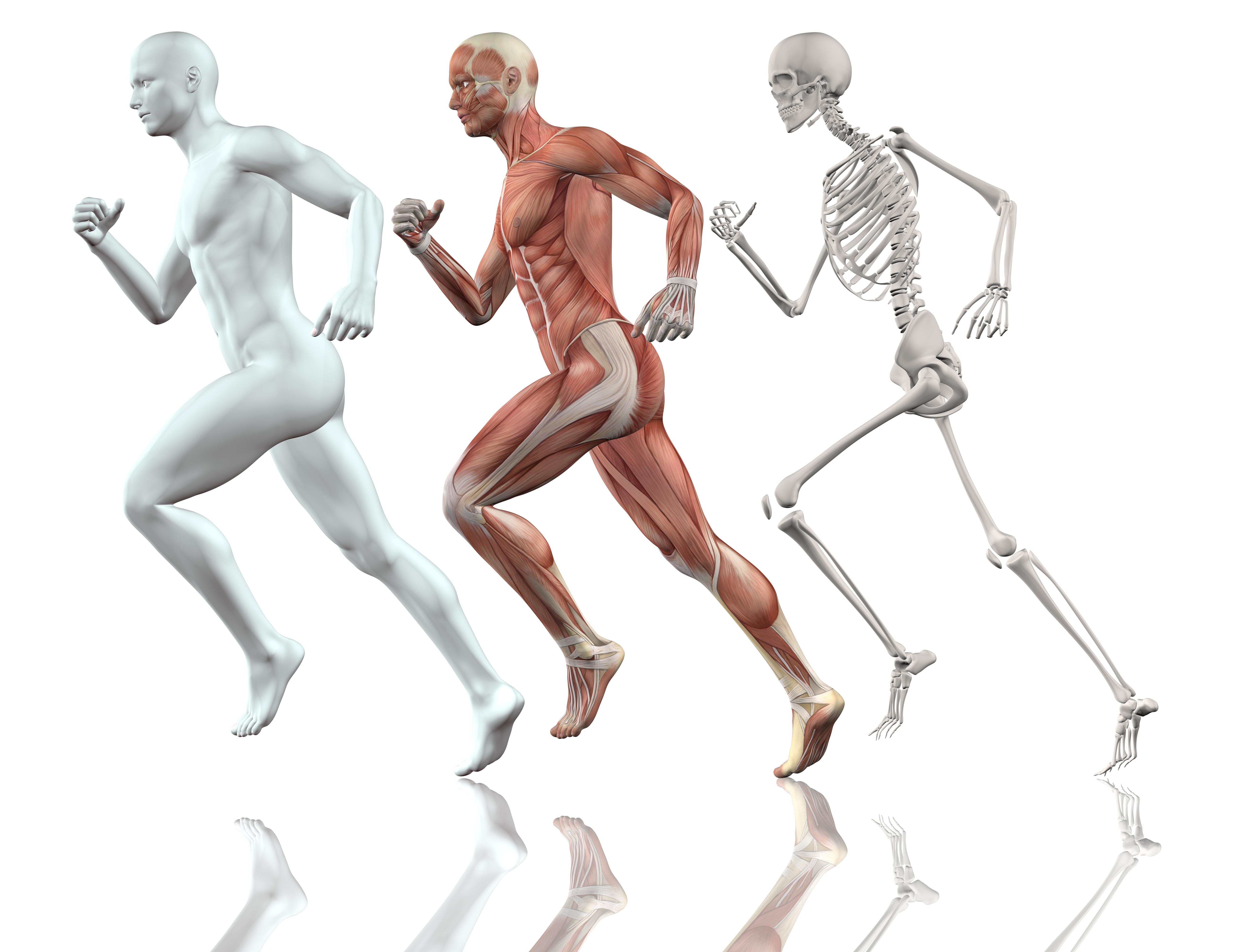 Curs Anatomie Funcțională și Biomecanică Aplicată