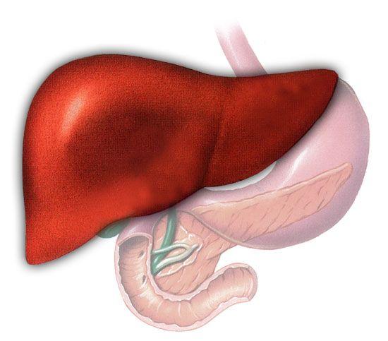 Pulbere-Fito de recuperarea ficatului și a căilor biliare - imaginea 3